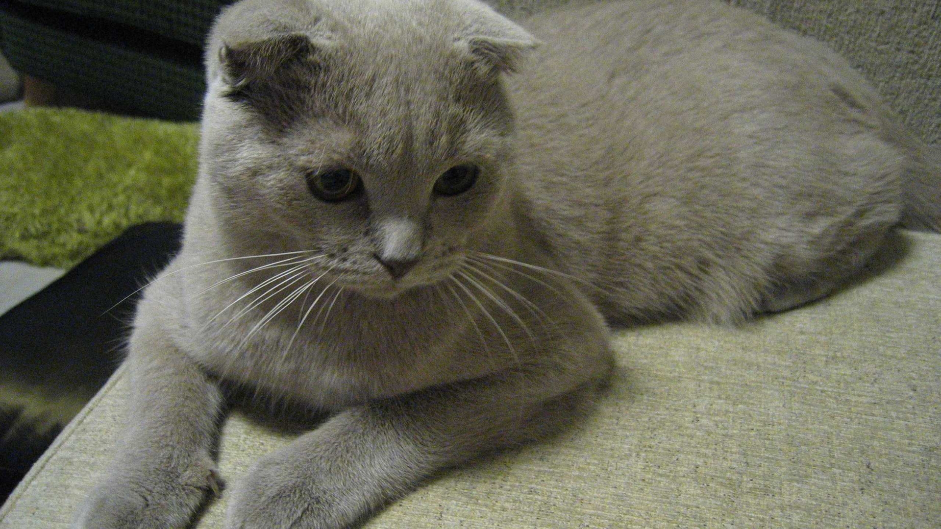 Alert Scottish Fold Cat for 1920 x 1080 HDTV 1080p resolution