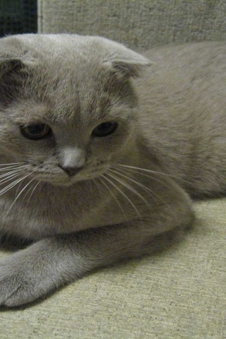 Alert Scottish Fold Cat for 320 x 480 iPhone resolution