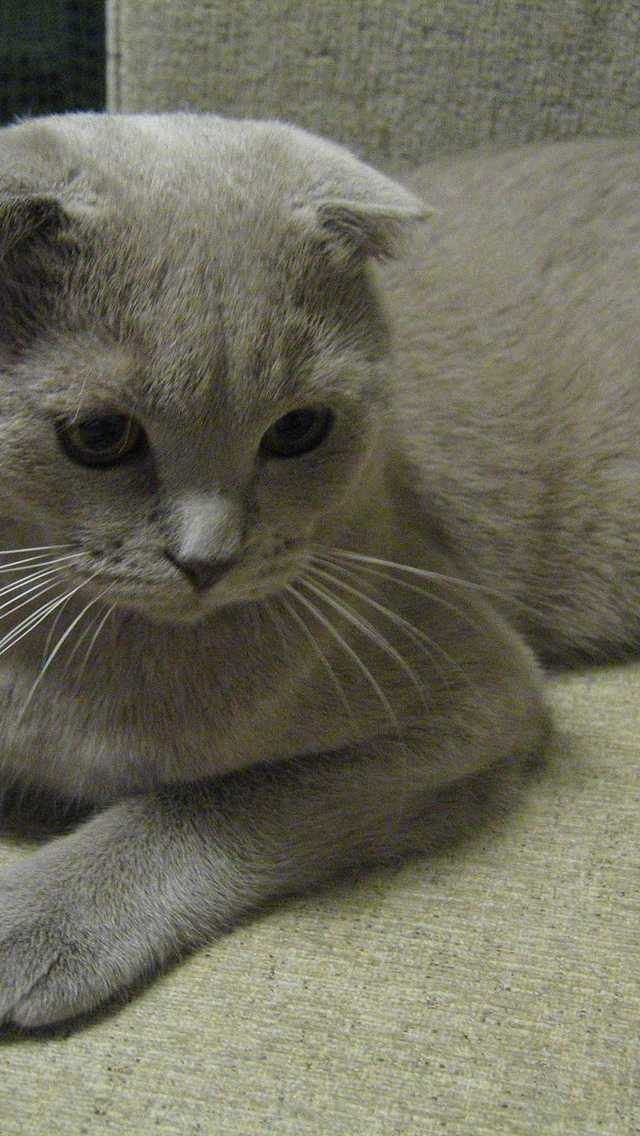 Alert Scottish Fold Cat for 640 x 1136 iPhone 5 resolution