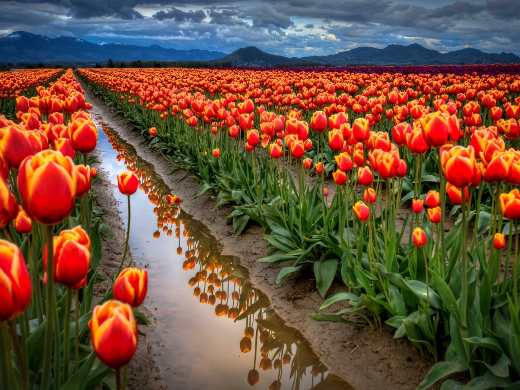 All Around Tulips for 1024 x 768 resolution