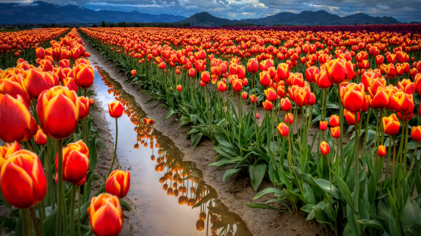 All Around Tulips for 1366 x 768 HDTV resolution