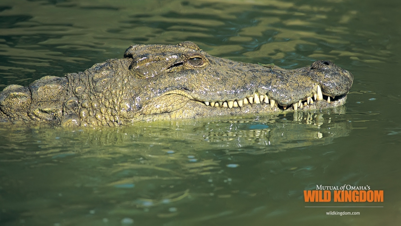 Alligator for 1366 x 768 HDTV resolution