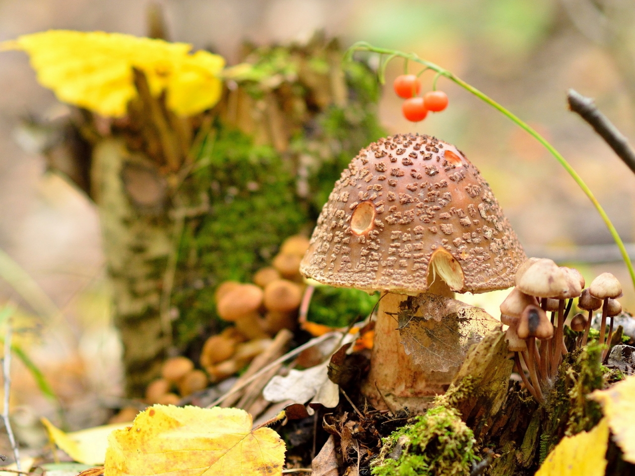 Amanita Regalis Mushroom for 1280 x 960 resolution