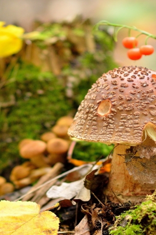 Amanita Regalis Mushroom for 320 x 480 iPhone resolution