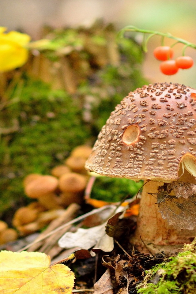 Amanita Regalis Mushroom for 640 x 960 iPhone 4 resolution
