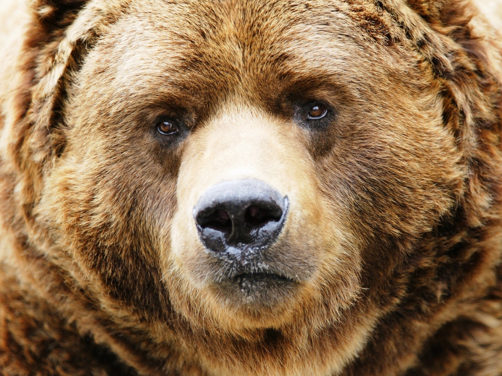 Amazing Bear Head for 1600 x 1200 resolution