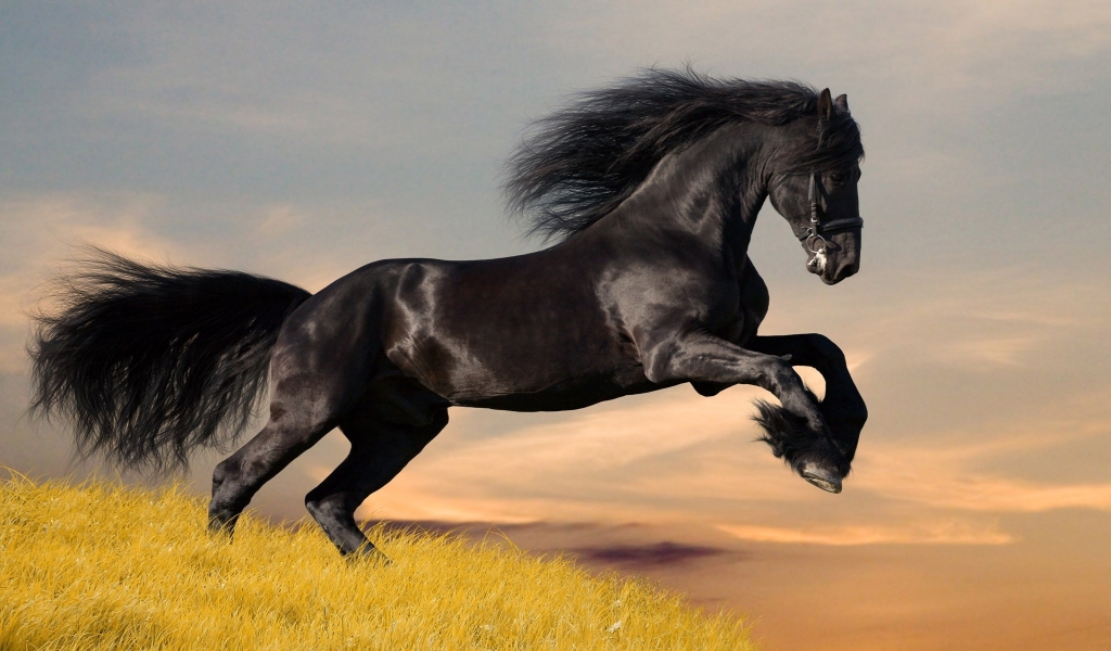 Amazing Black Horse for 1024 x 600 widescreen resolution