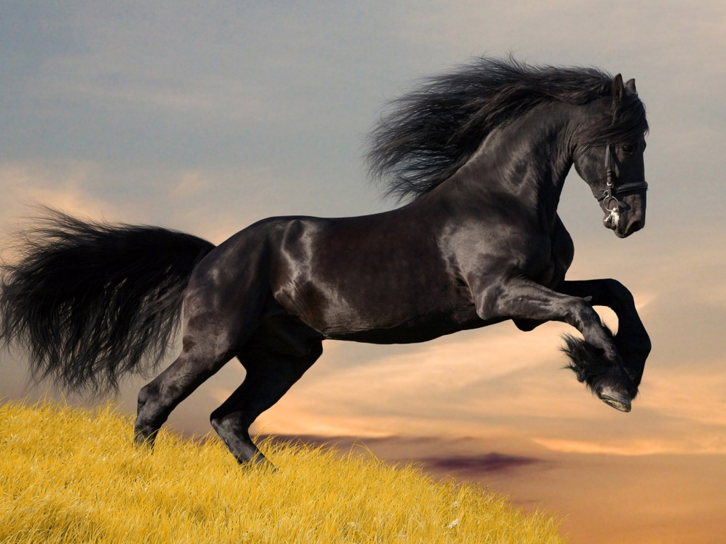 Amazing Black Horse for 1024 x 768 resolution