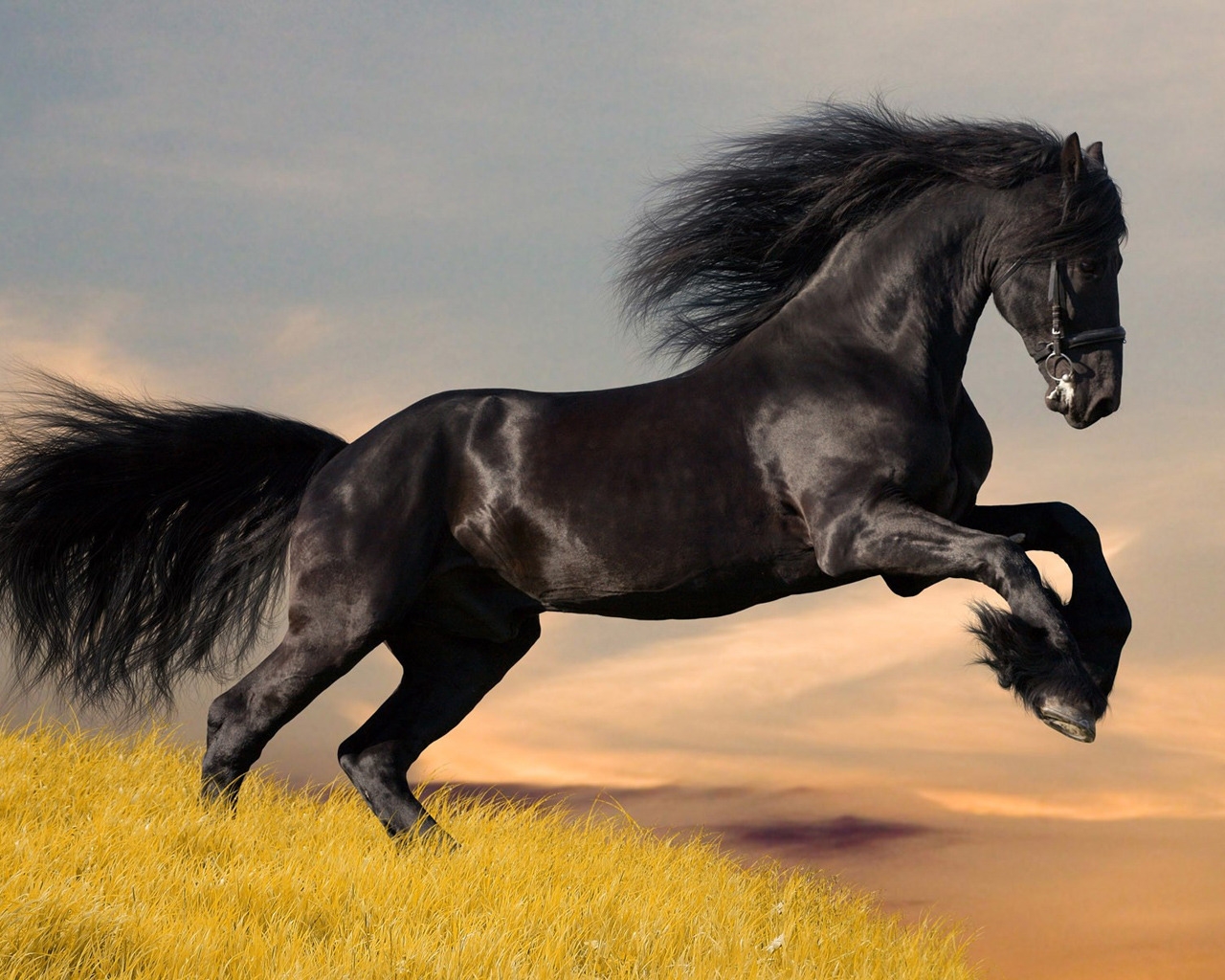 Amazing Black Horse for 1280 x 1024 resolution