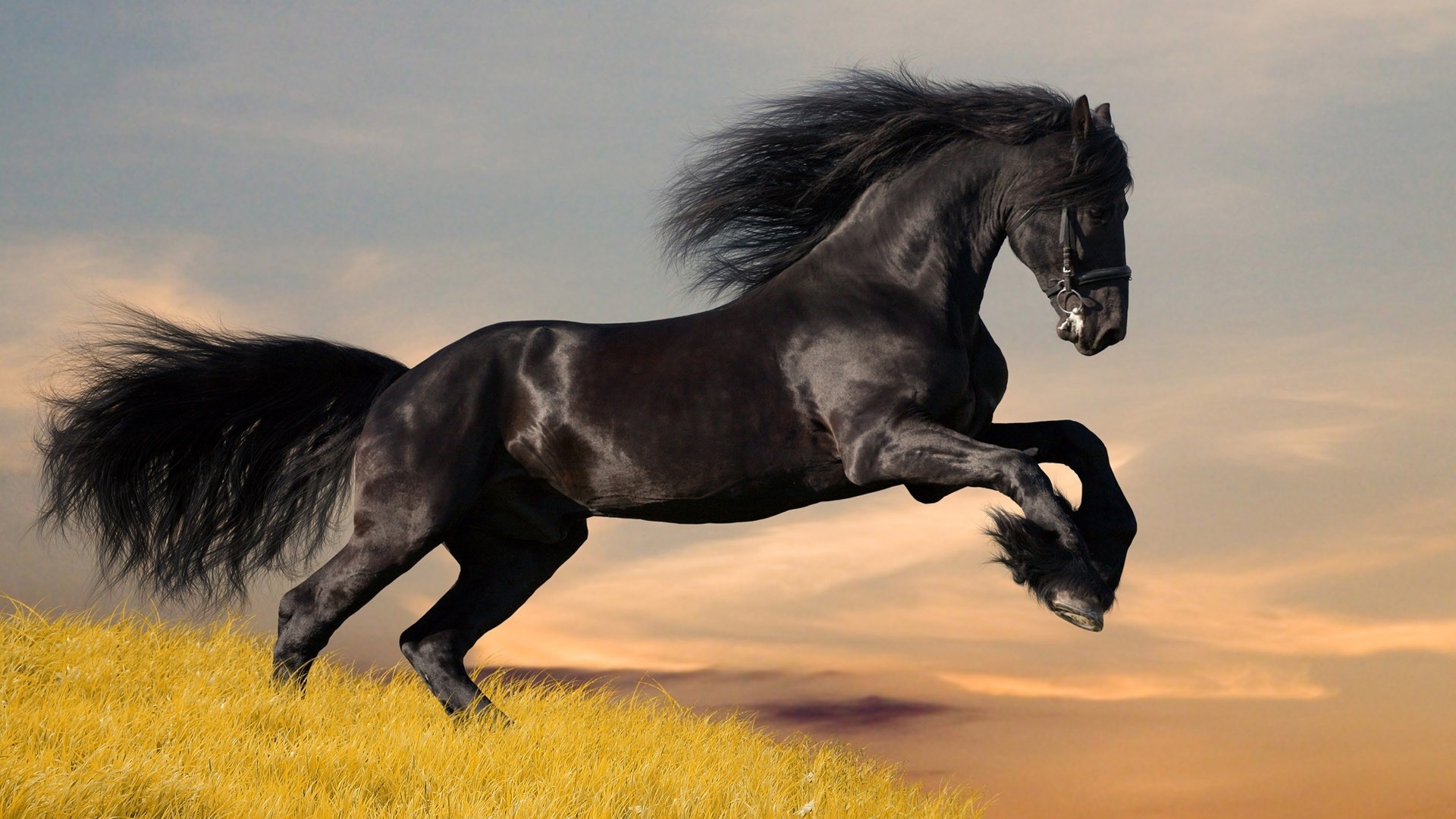 Amazing Black Horse for 1920 x 1080 HDTV 1080p resolution