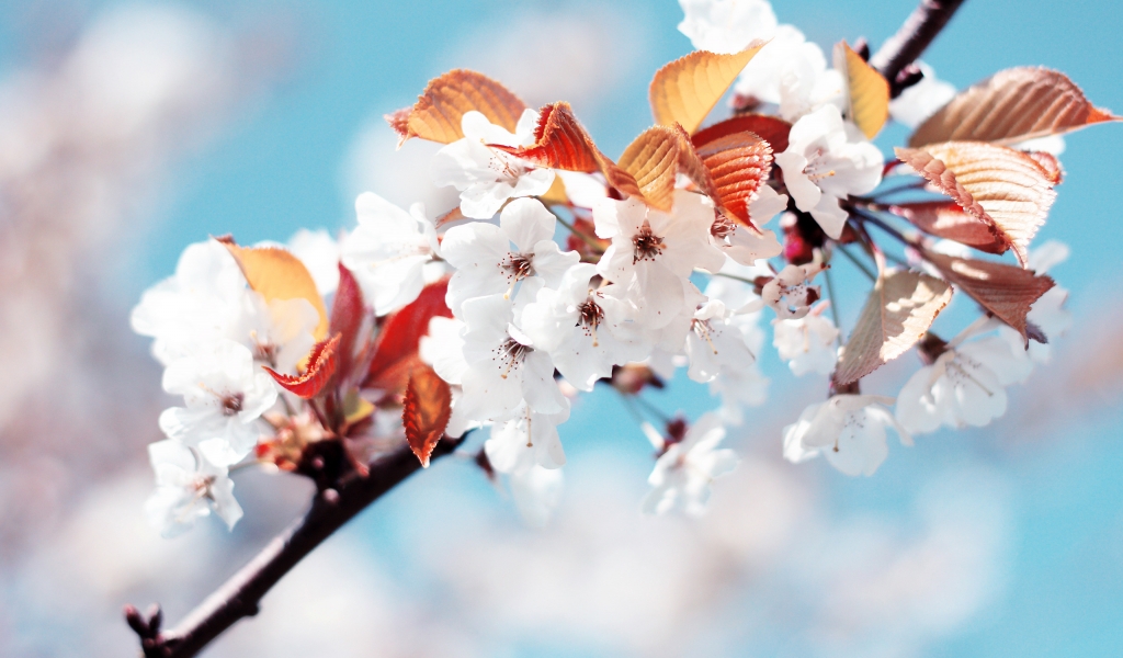 Amazing Cherry Flowers for 1024 x 600 widescreen resolution