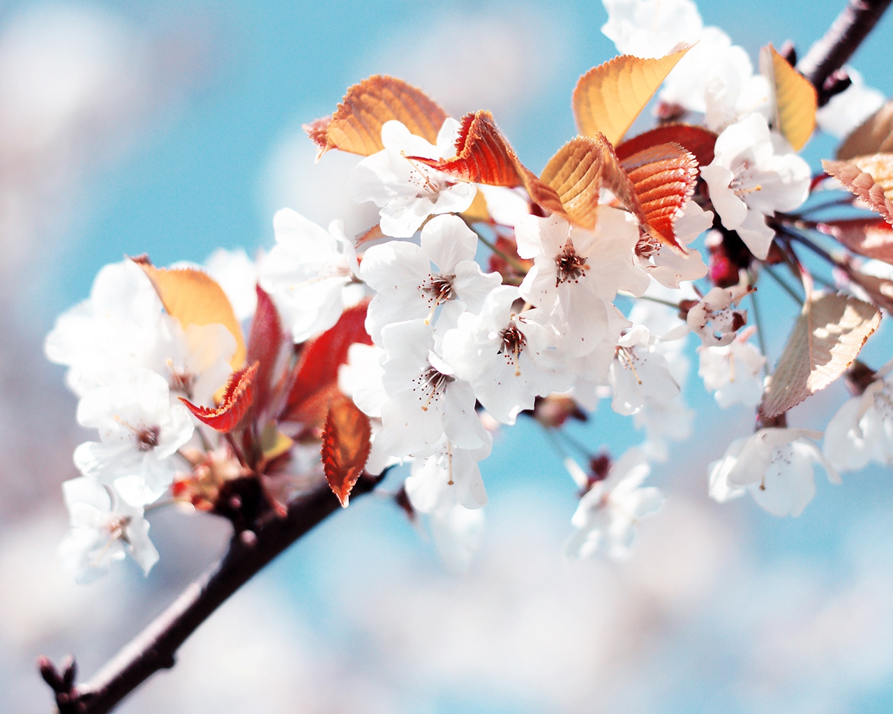 Amazing Cherry Flowers for 1280 x 1024 resolution