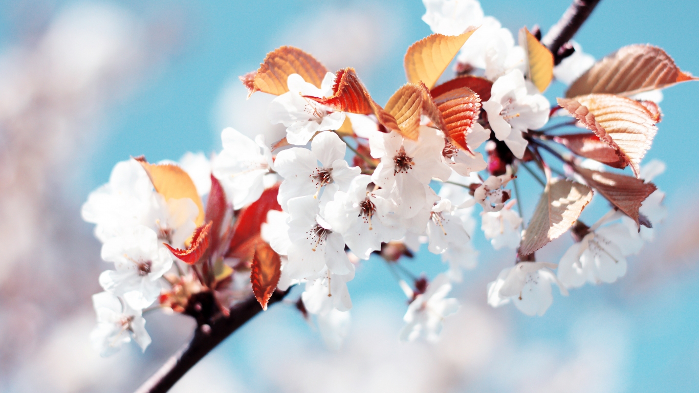 Amazing Cherry Flowers for 1366 x 768 HDTV resolution