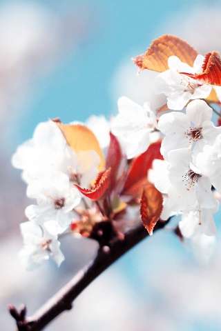 Amazing Cherry Flowers for 320 x 480 iPhone resolution