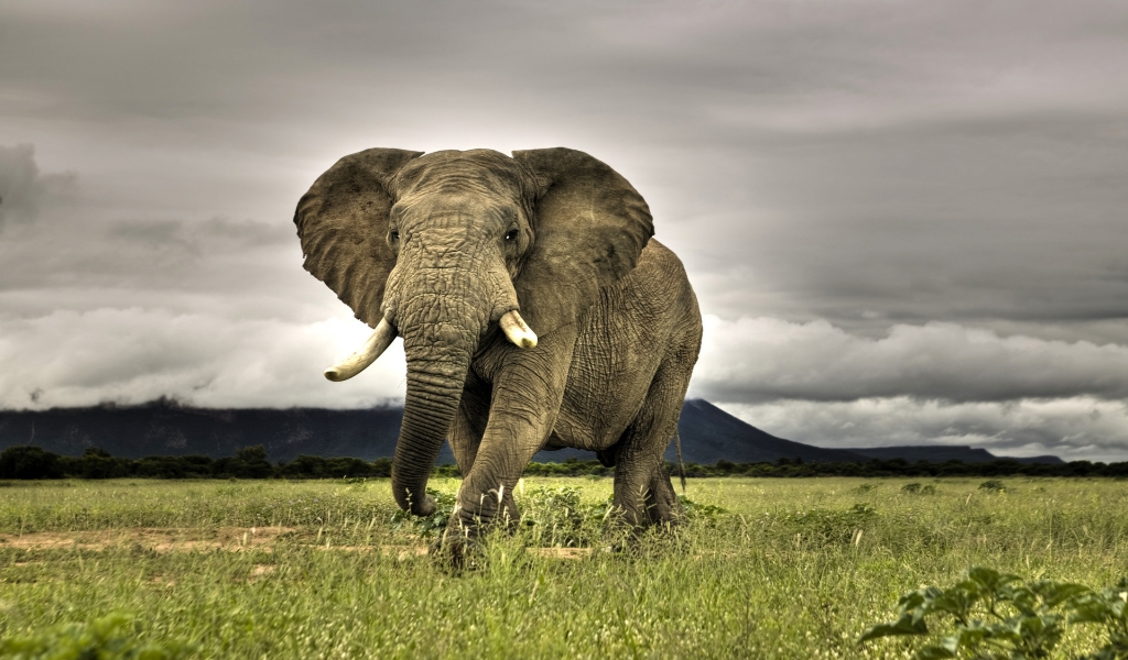 Amazing Elephant for 1024 x 600 widescreen resolution