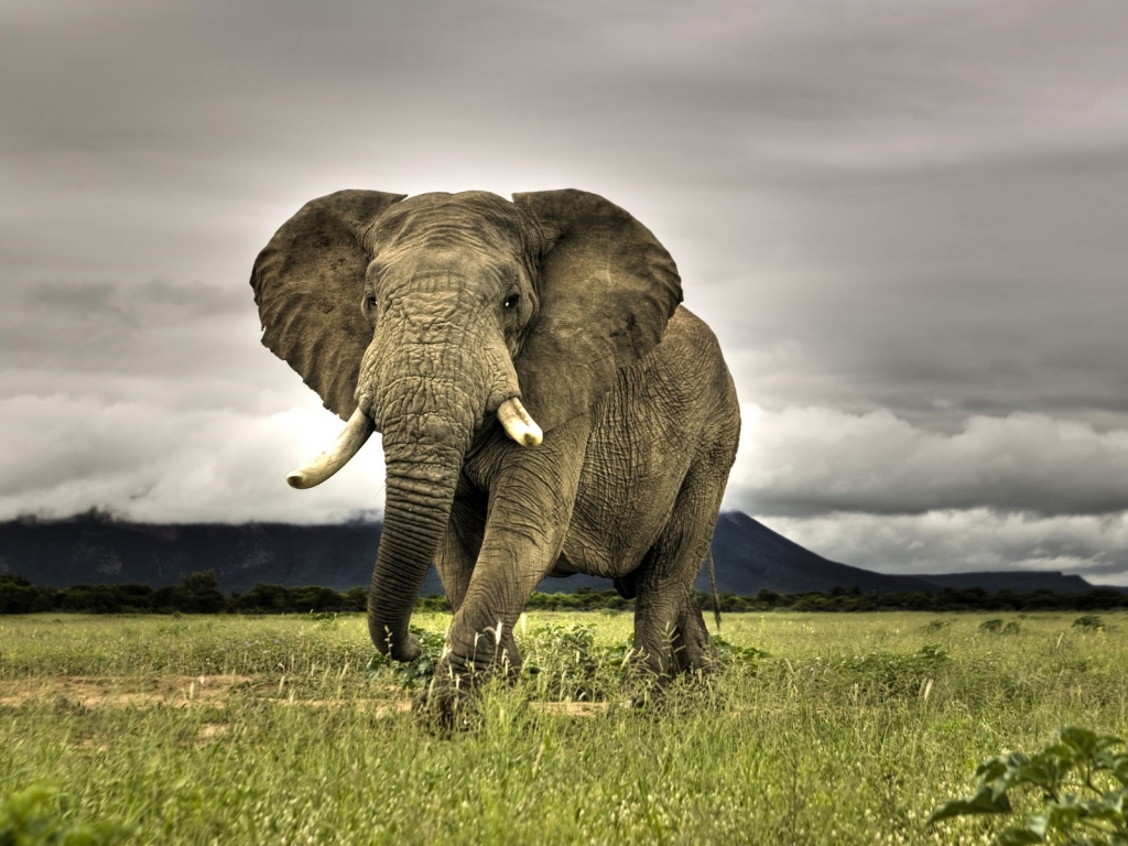 Amazing Elephant for 1024 x 768 resolution