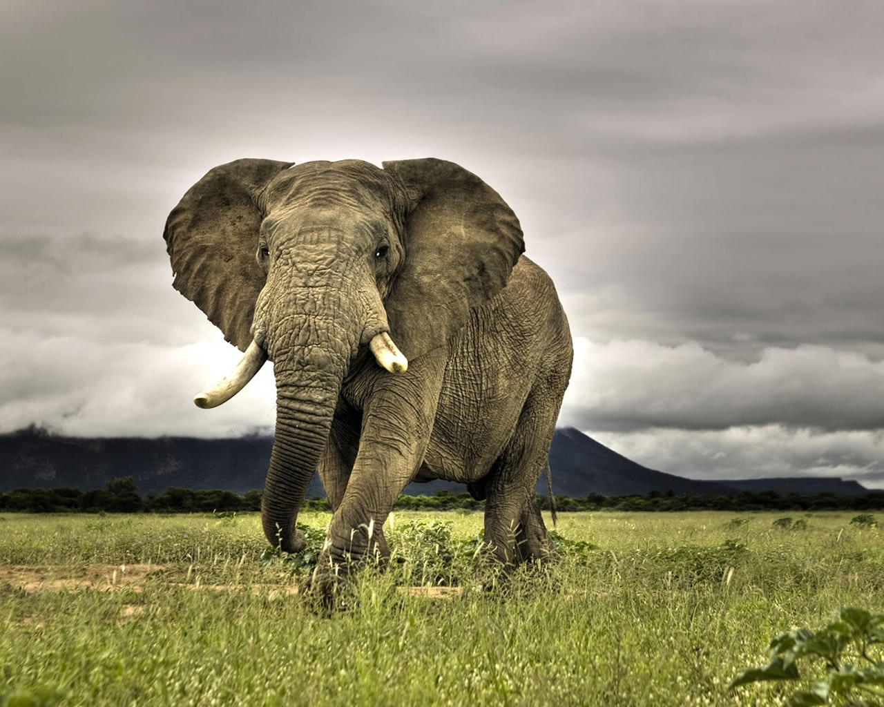 Amazing Elephant for 1280 x 1024 resolution