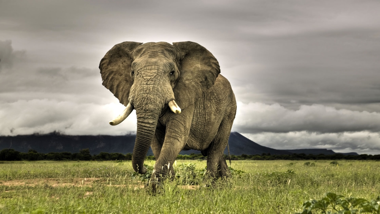 Amazing Elephant for 1280 x 720 HDTV 720p resolution