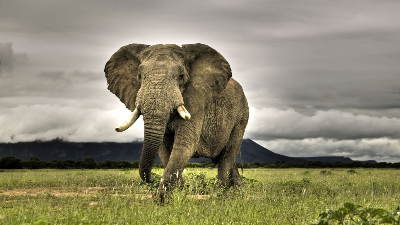 Amazing Elephant for 1366 x 768 HDTV resolution