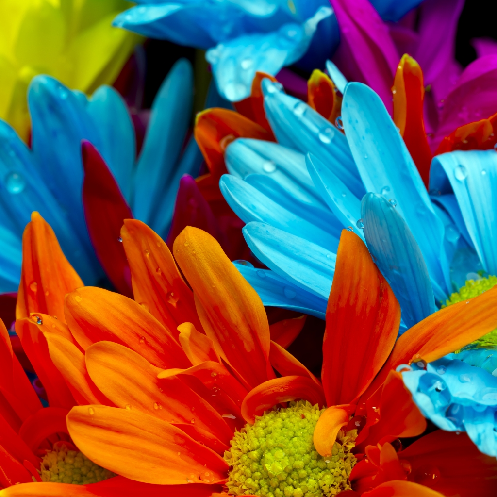 Amazing Flower Colors for 1024 x 1024 iPad resolution