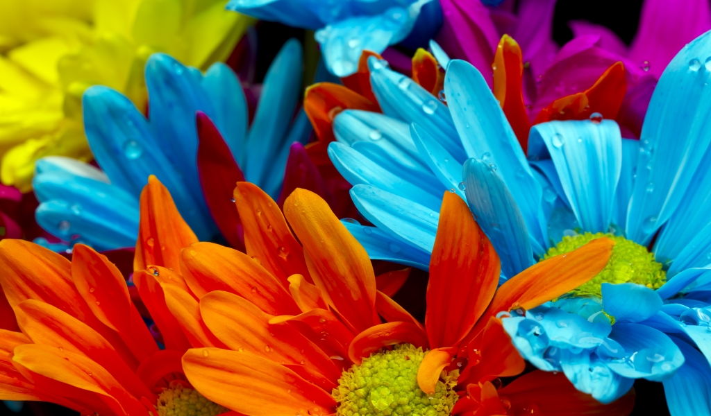 Amazing Flower Colors for 1024 x 600 widescreen resolution