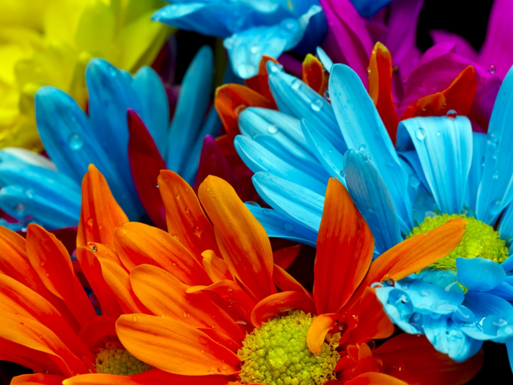 Amazing Flower Colors for 1024 x 768 resolution
