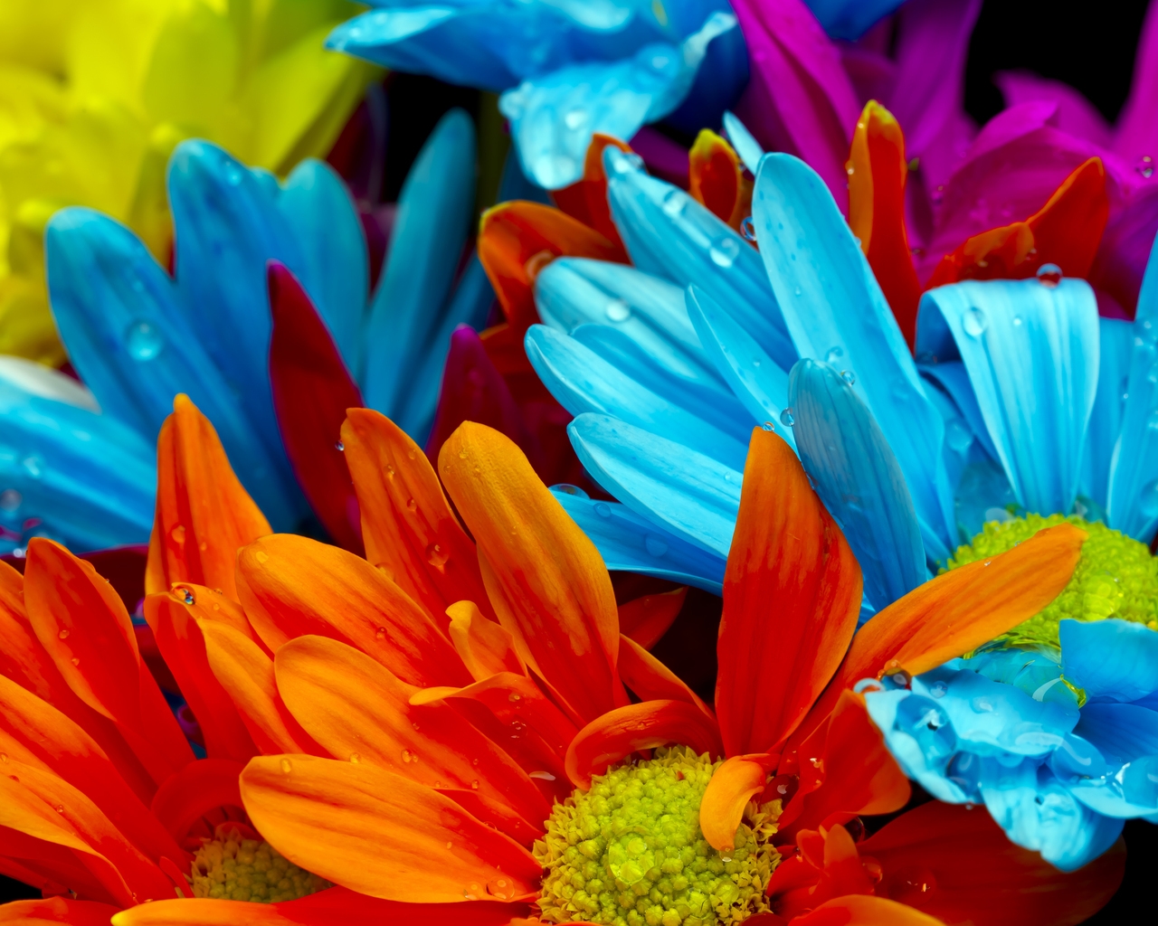 Amazing Flower Colors for 1280 x 1024 resolution