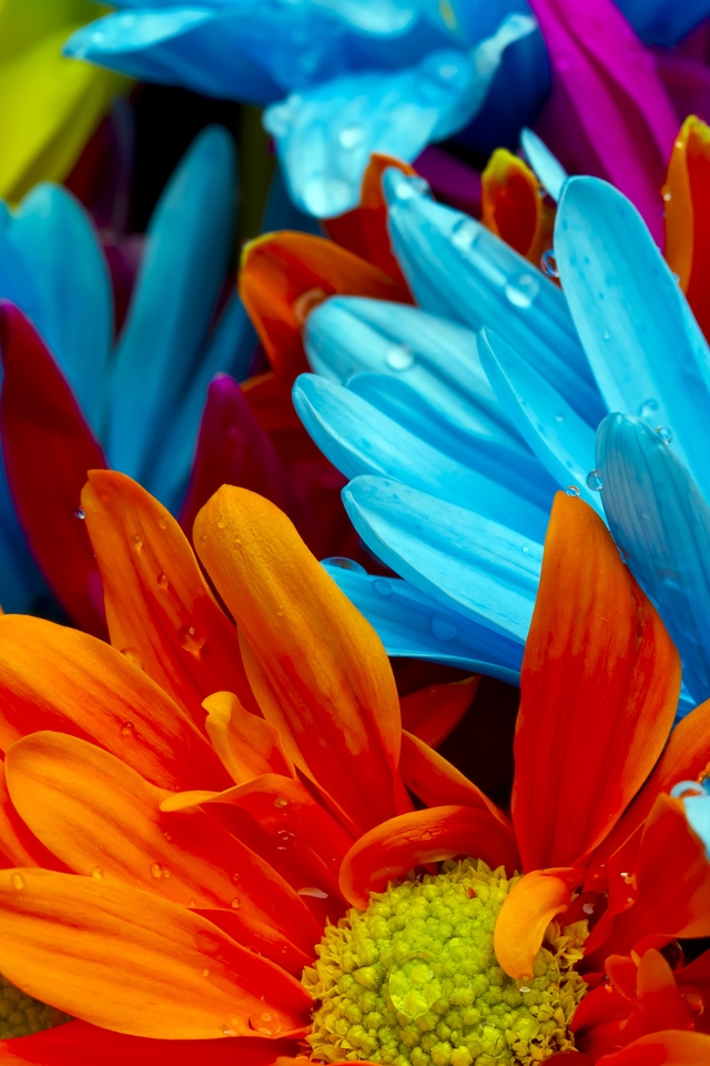 Amazing Flower Colors for 640 x 960 iPhone 4 resolution