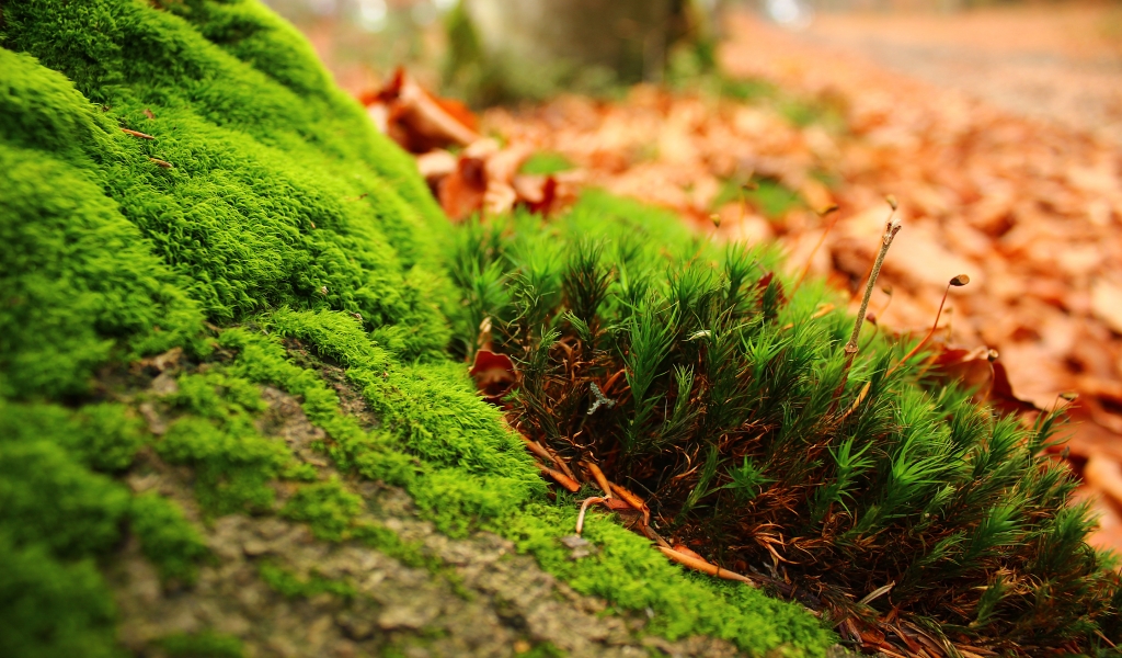 Amazing Moss for 1024 x 600 widescreen resolution