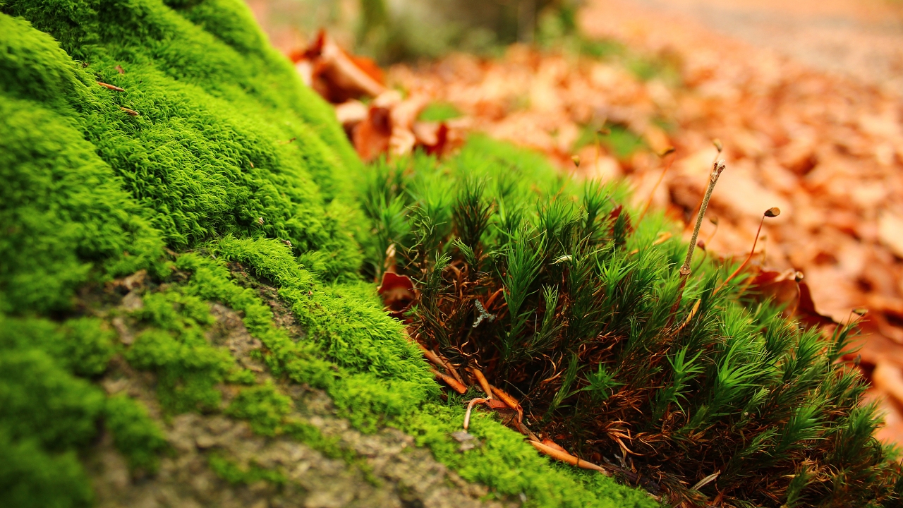 Amazing Moss for 1280 x 720 HDTV 720p resolution