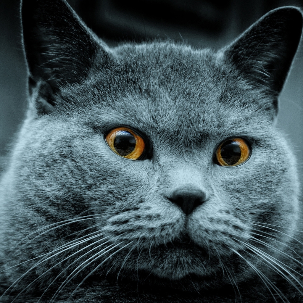Amazing Russian Blue Cat for 1024 x 1024 iPad resolution
