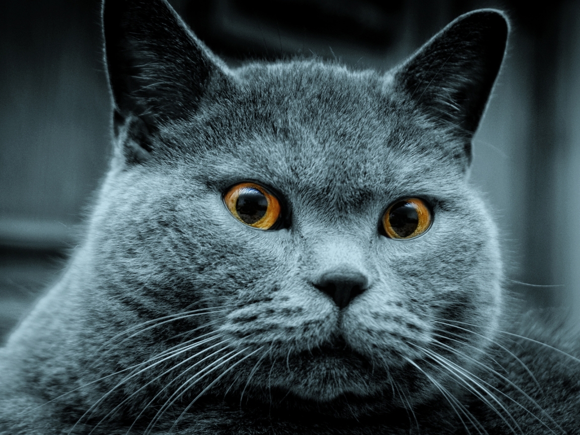 Amazing Russian Blue Cat for 1152 x 864 resolution