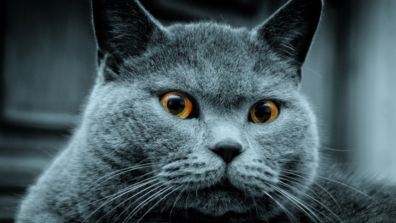 Amazing Russian Blue Cat for 1280 x 720 HDTV 720p resolution