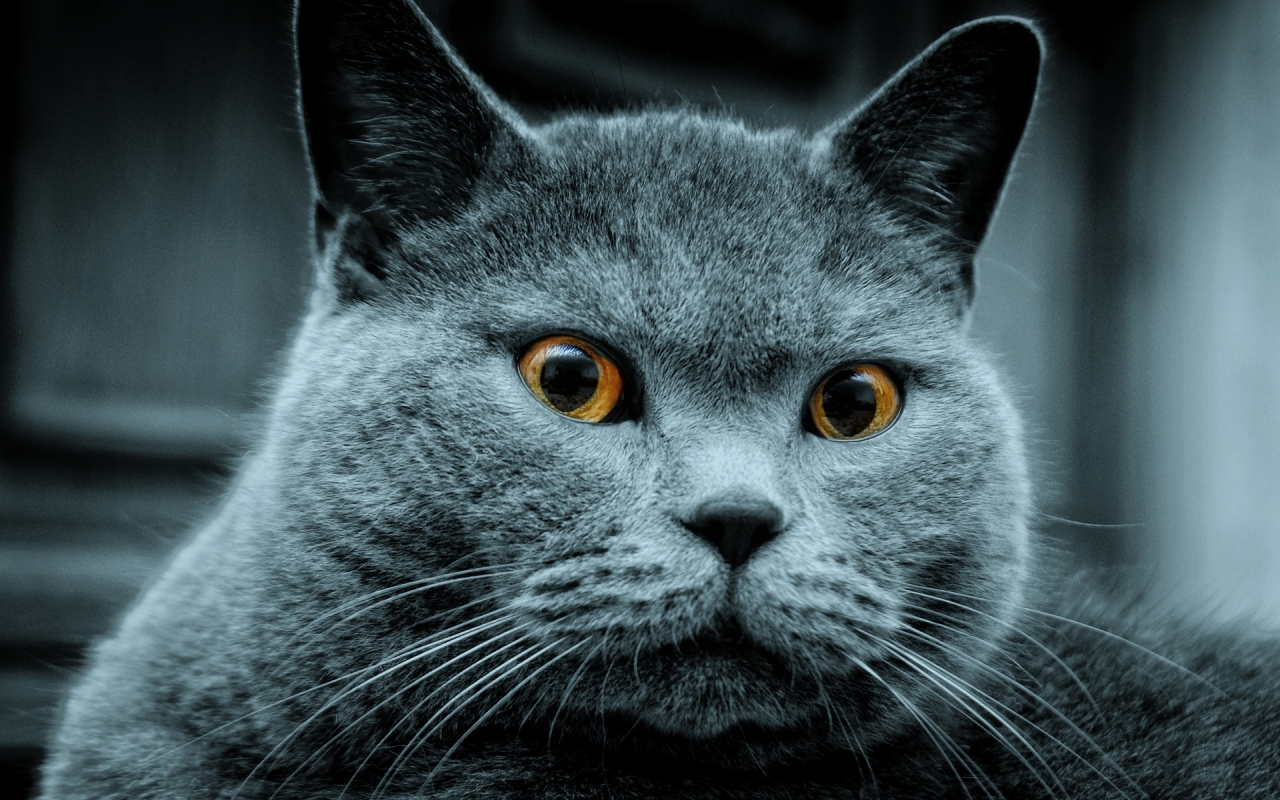Amazing Russian Blue Cat for 1280 x 800 widescreen resolution
