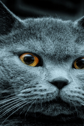 Amazing Russian Blue Cat for 320 x 480 iPhone resolution