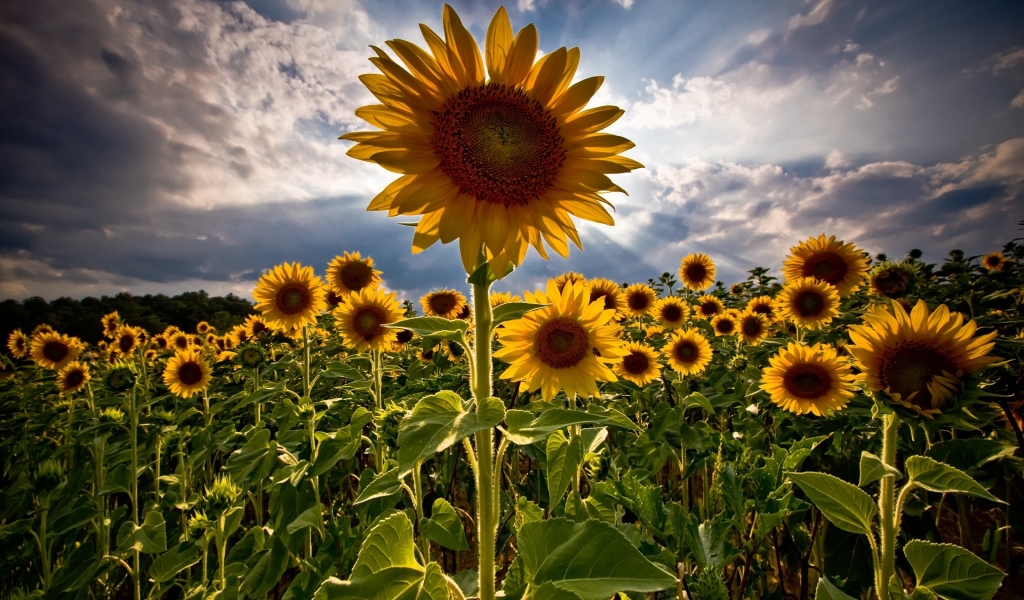 Amazing Sunflowers for 1024 x 600 widescreen resolution