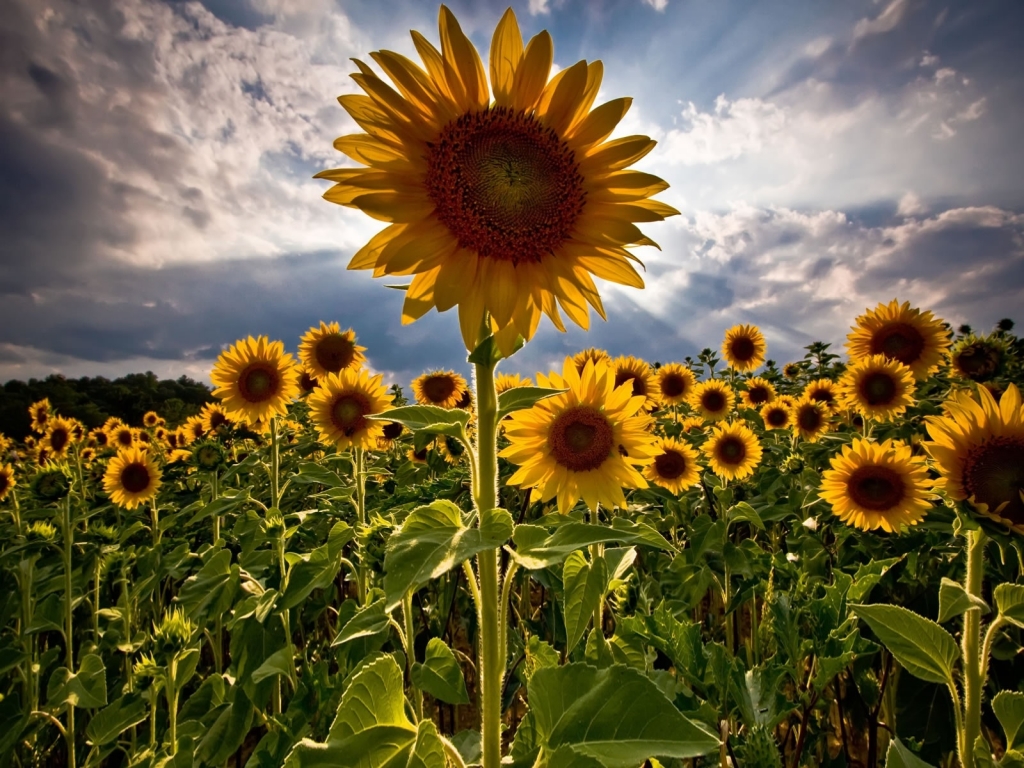 Amazing Sunflowers for 1024 x 768 resolution