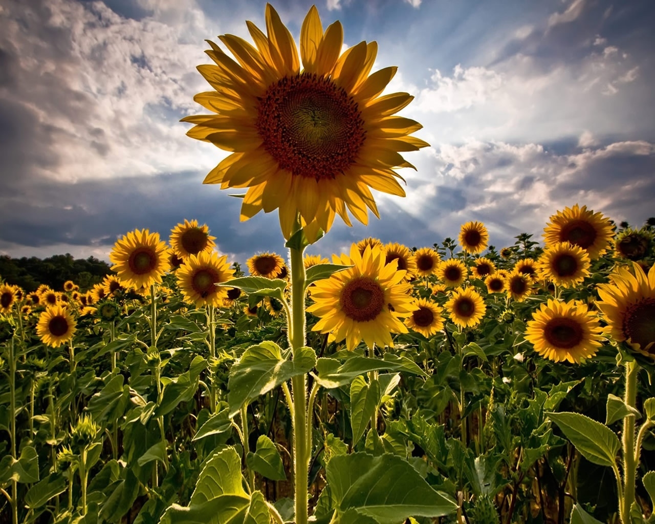Amazing Sunflowers for 1280 x 1024 resolution