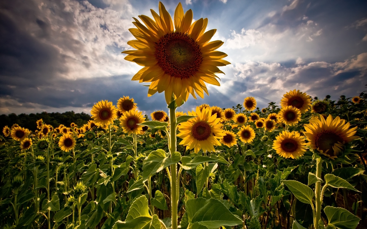 Amazing Sunflowers for 1280 x 800 widescreen resolution