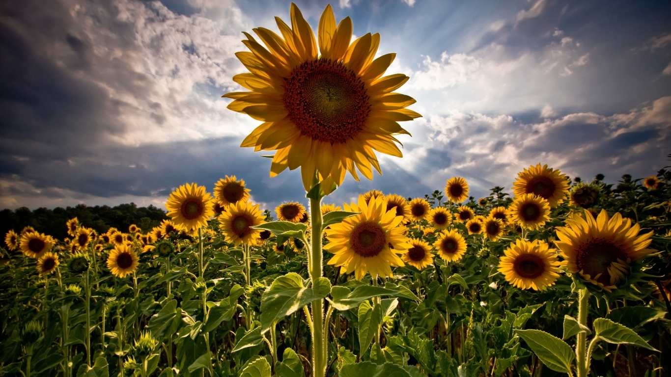 Amazing Sunflowers for 1366 x 768 HDTV resolution