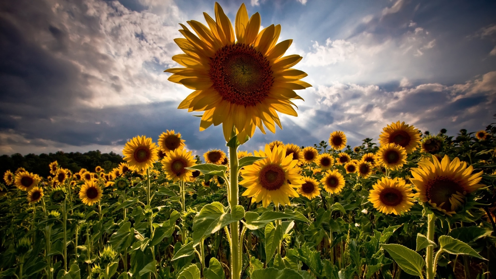 Amazing Sunflowers for 1600 x 900 HDTV resolution
