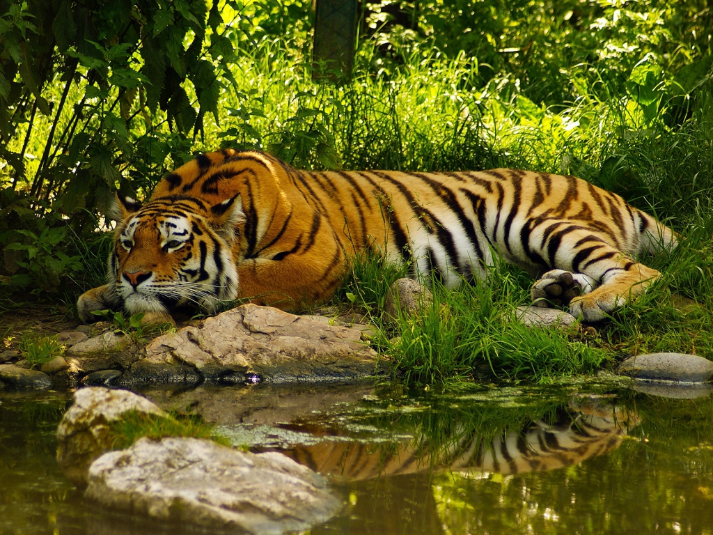 Amazing Tiger for 1024 x 768 resolution