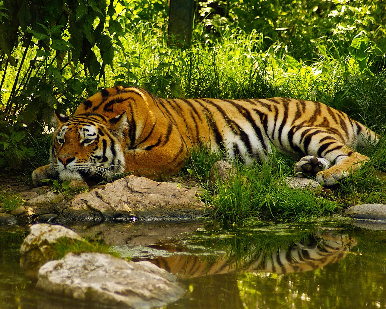 Amazing Tiger for 1280 x 1024 resolution