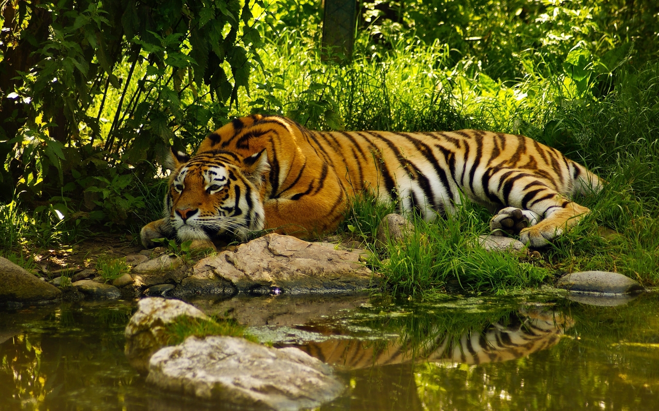 Amazing Tiger for 1280 x 800 widescreen resolution