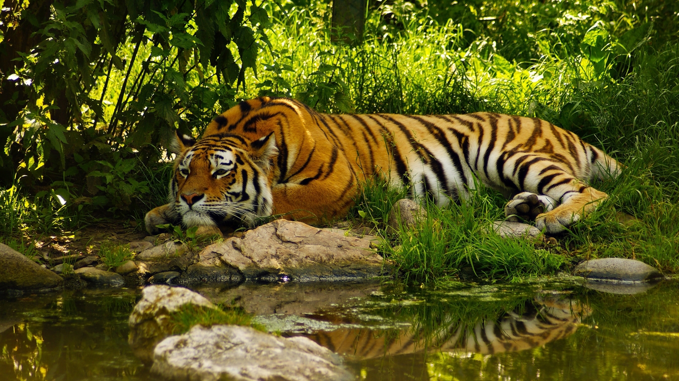 Amazing Tiger for 1366 x 768 HDTV resolution