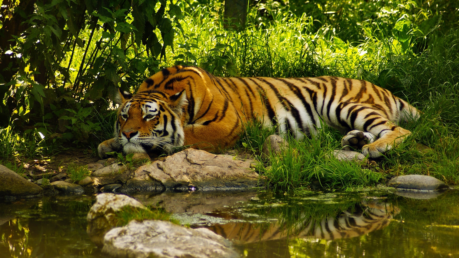 Amazing Tiger for 1600 x 900 HDTV resolution