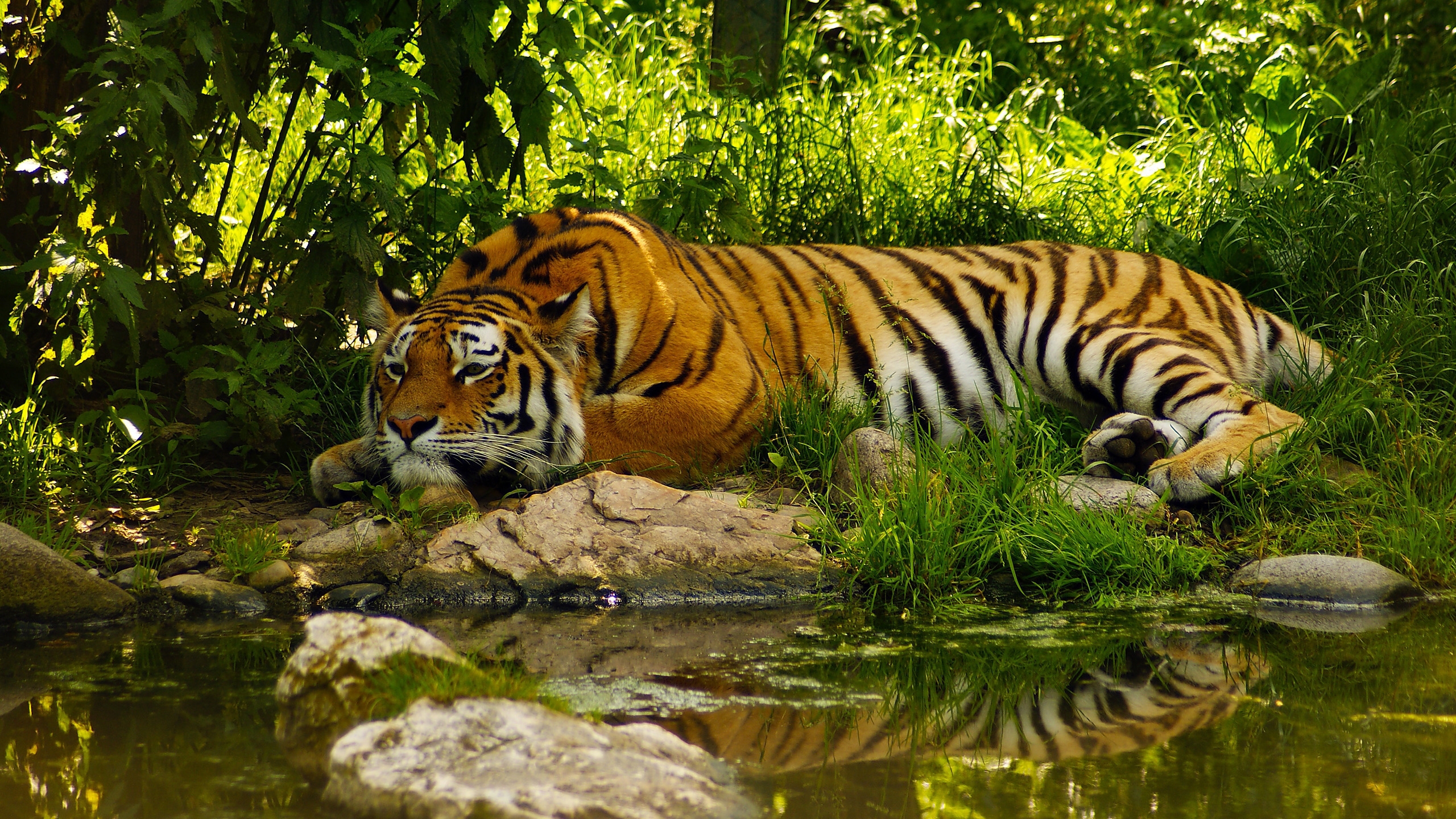 Amazing Tiger for 2560x1440 HDTV resolution