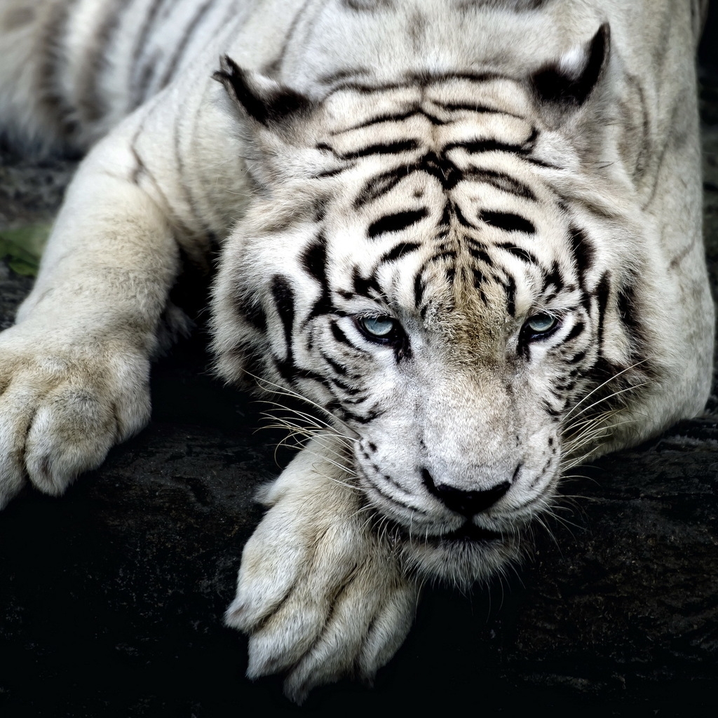 Amazing White Tiger for 1024 x 1024 iPad resolution