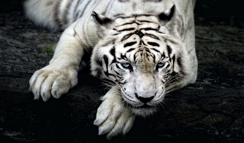Amazing White Tiger for 1024 x 600 widescreen resolution