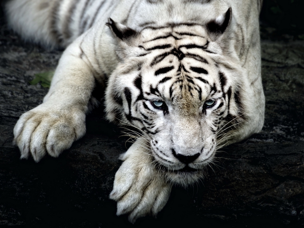 Amazing White Tiger for 1024 x 768 resolution